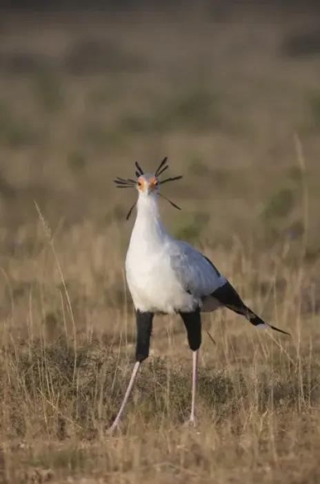 Framed Print : South Port Elizabeth, Shamwari Game Reserve. A secretary bird displays its head feathers