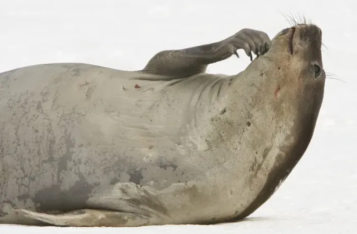 Framed Print : South Shetland Islands, Antarctica. Young Elephant Seal Scratches Chin Framed Print : South Shetland Islands, Antarctica. Young Elephant Seal Scratches Chin