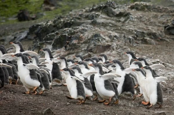 South Shetland Islands, Livingston Island. Gentoo penguin chicks form into groups