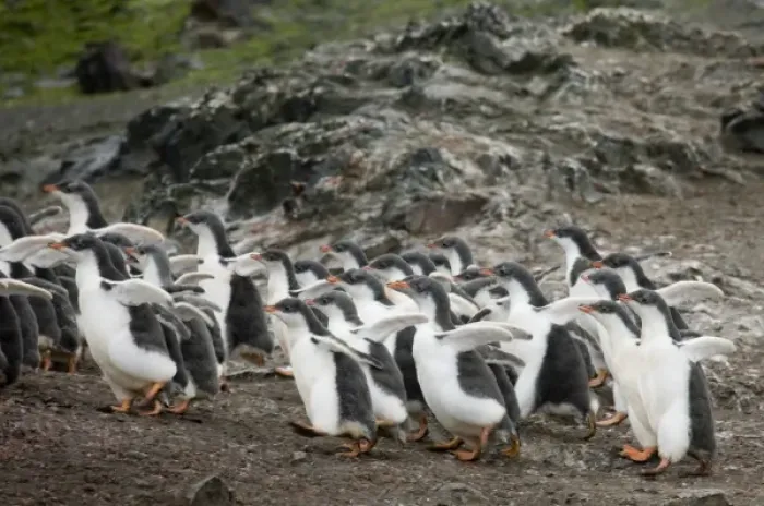 Framed Print : South Shetland Islands, Livingston Island. Gentoo penguin chicks form into groups