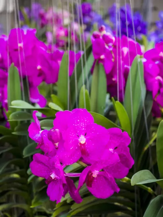 Framed Print : Southeast Asia; Thailand; Bangkok; kBangkok Street Flower Market Framed Print : Southeast Asia; Thailand; Bangkok; kBangkok Street Flower Market