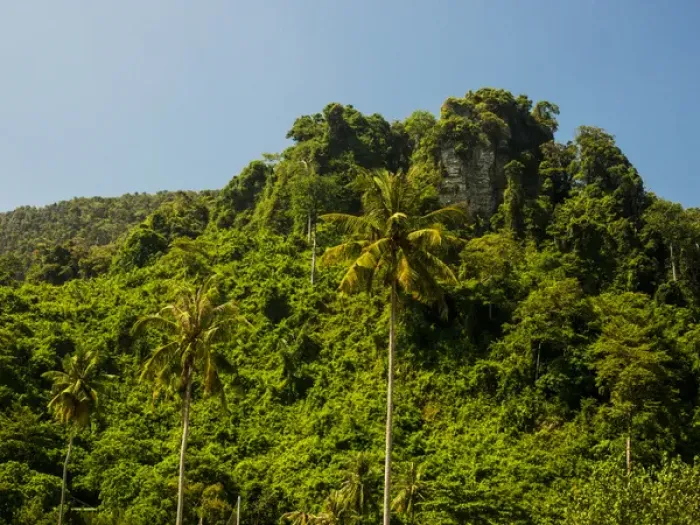 Framed Print : Southeast Asia; Thailand; Puhket; Phi Phi Islands; Hillside of Palms and fresh green trees Framed Print : Southeast Asia; Thailand; Puhket; Phi Phi Islands; Hillside of Palms and fresh green trees