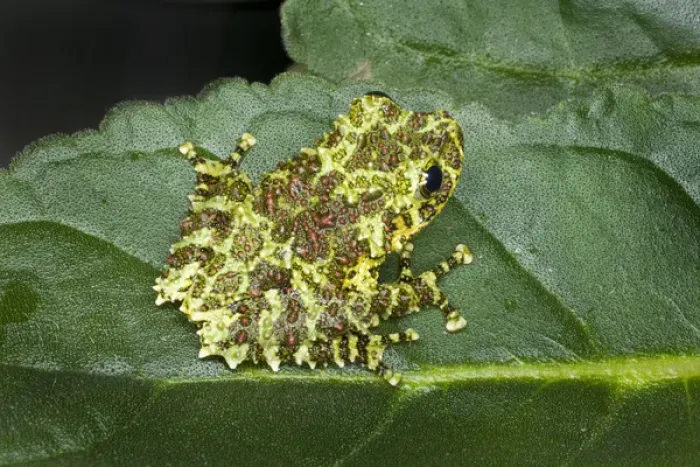 Framed Print : Southeast Asia, Vietnam. Close-up of mossy tree frog on leaf