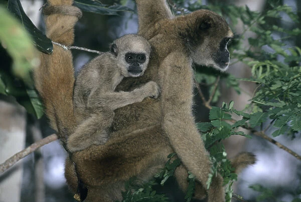 Southeast Brazil, Northern Woolly Spider Monkey, (Brachyteles a. hypoxanthus), Muriqui