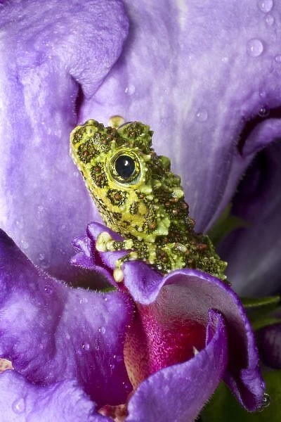 Southeast Vietnam. Close-up of mossy tree frog on flower. Credit as: Jim Zuckerman