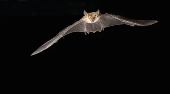 Framed Print : southern Arizona, USA, Pallid Bat, Antrozous pallidus. In flight, searching for