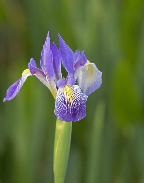 Southern blue flag iris, Iris virginica, Loxahatchee National Wildlife Refuge, Florida