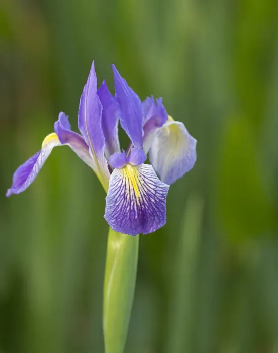 Framed Print : Southern blue flag iris, Iris virginica, Loxahatchee National Wildlife Refuge, Florida Framed Print : Southern blue flag iris, Iris virginica, Loxahatchee National Wildlife Refuge, Florida