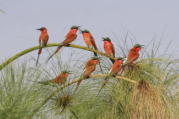 Southern Carmine Bee-eaters (merops nubicoides), perched on a tree above the Cubango River