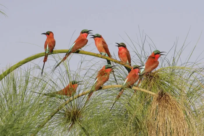 Framed Print : Southern Carmine Bee-eaters (merops nubicoides), perched on a tree above the Cubango River Framed Print : Southern Carmine Bee-eaters (merops nubicoides), perched on a tree above the Cubango River