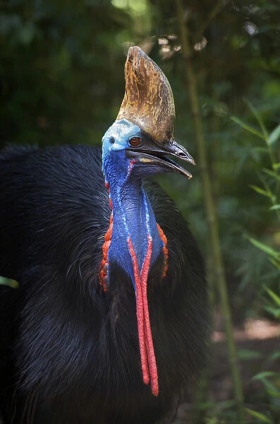 Southern Cassowary, Casuarius casuarius, also known as Double-wattled Cassowary