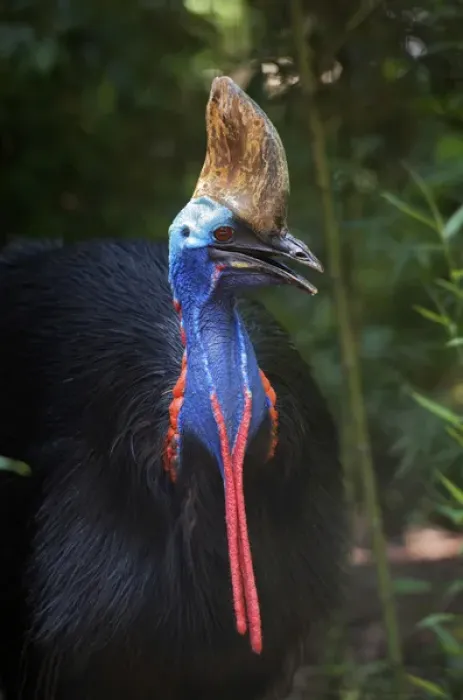 Framed Print : Southern Cassowary, Casuarius casuarius, also known as Double-wattled Cassowary Framed Print : Southern Cassowary, Casuarius casuarius, also known as Double-wattled Cassowary