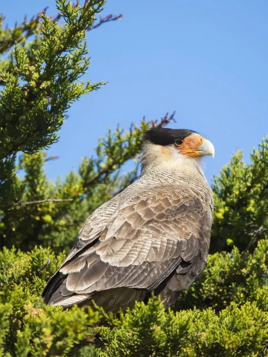 Framed Print : Southern crested caracara (Caracara plancus), Carcass Island, Falkland Islands