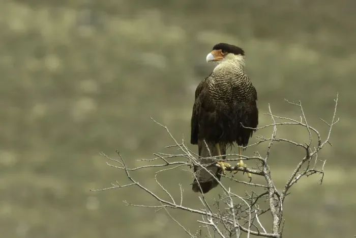Framed Print : Southern Crested Caracara, Torres del Paine National Park, Chile, South AmericaPatagonia