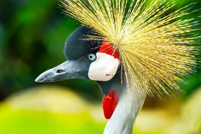 Framed Print : Southern crowned crane (Balearica regulorum)