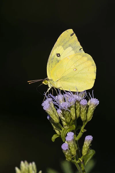 Southern Dogface (Colias cesonia) butterfly feeding