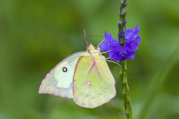 Southern dogface (Colias cesonia) butterfly feeding
