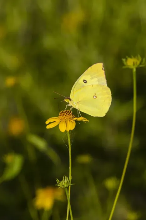 Framed Print : Southern Dogface (Colias cesonia) butterfly feeding Framed Print : Southern Dogface (Colias cesonia) butterfly feeding