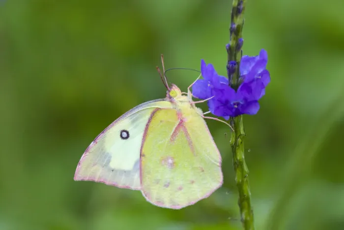 Framed Print : Southern dogface (Colias cesonia) butterfly feeding Framed Print : Southern dogface (Colias cesonia) butterfly feeding