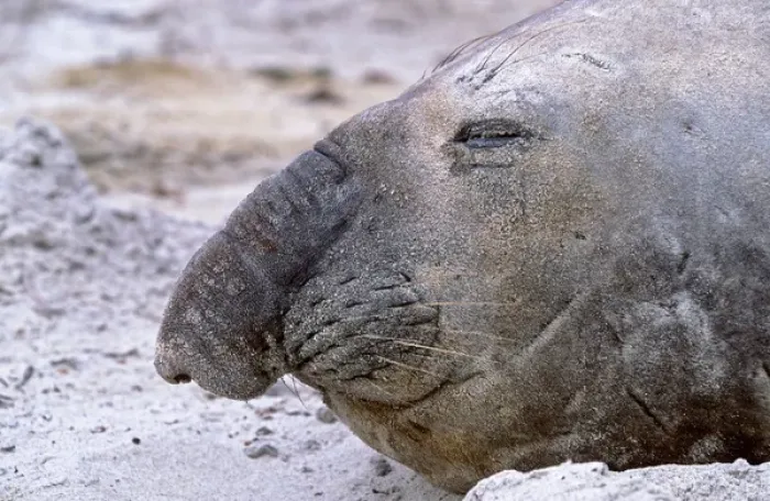 Framed Print : Southern Elephant Seal adult bull moulting on beach, Falkland Islands, January Framed Print : Southern Elephant Seal adult bull moulting on beach, Falkland Islands, January