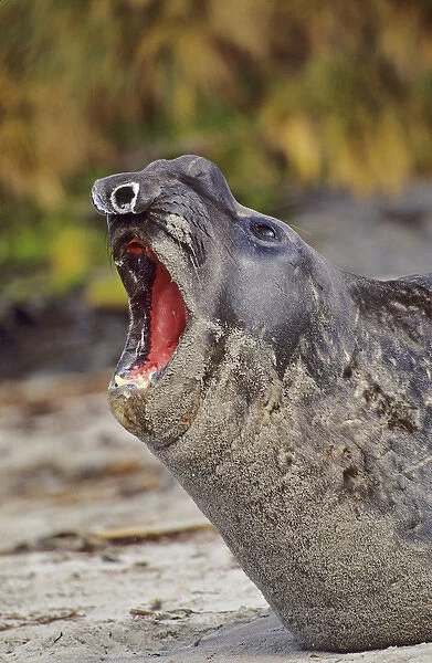 Southern Elephant Seal bull mouth wide open in threat or fear display on beach during