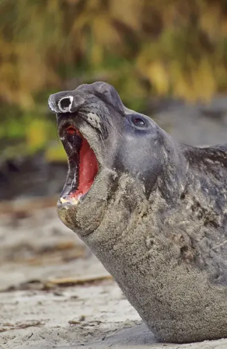 Framed Print : Southern Elephant Seal bull mouth wide open in threat or fear display on beach during Framed Print : Southern Elephant Seal bull mouth wide open in threat or fear display on beach during