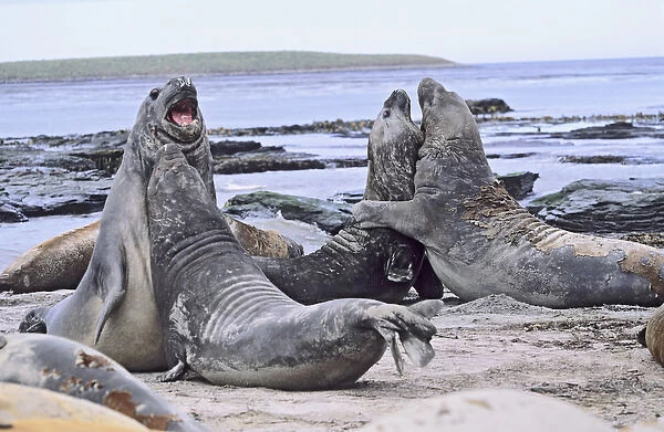Southern Elephant Seal bulls in mock fight in moulting season, Falkland Islands, January