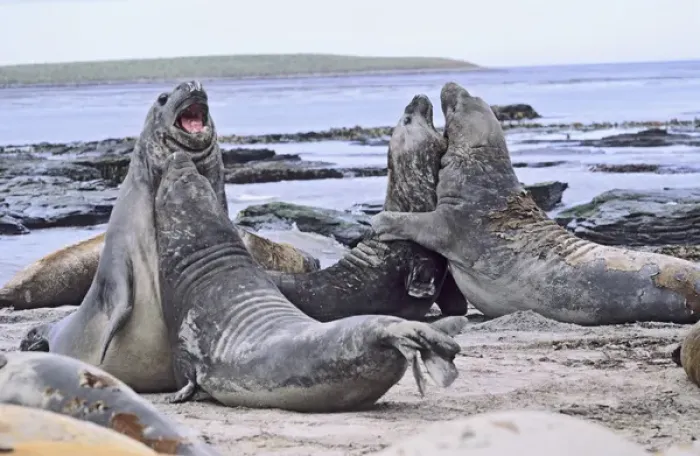 Framed Print : Southern Elephant Seal bulls in mock fight in moulting season, Falkland Islands, January Framed Print : Southern Elephant Seal bulls in mock fight in moulting season, Falkland Islands, January