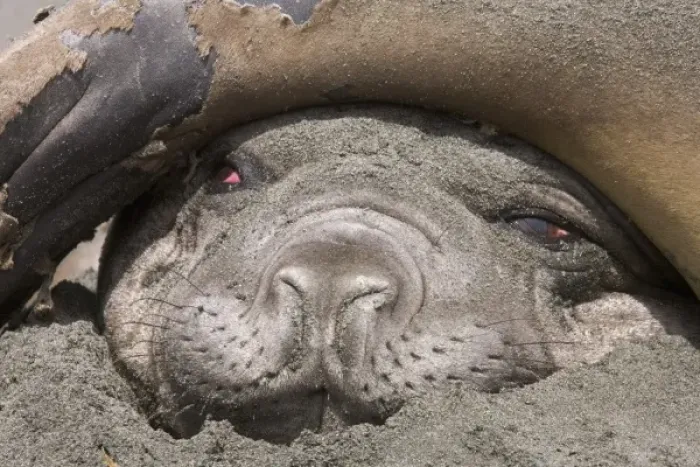 Framed Print : A southern elephant seal lays on the beach with the tail of a second elephant seal Framed Print : A southern elephant seal lays on the beach with the tail of a second elephant seal