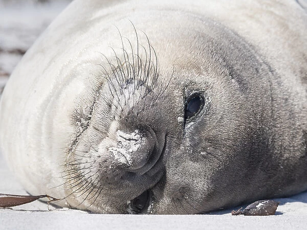 Southern elephant seal (Mirounga leonina), weaned pup. South America, Falkland Islands