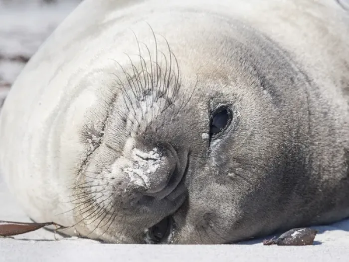 Framed Print : Southern elephant seal (Mirounga leonina), weaned pup. South America, Falkland Islands