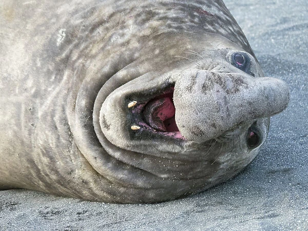 Southern elephant seal (Mirounga leonina) bull on beach showing threat behavior