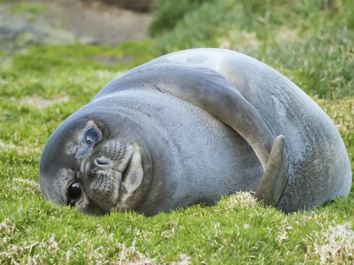 Framed Print : Southern elephant seal (Mirounga leonina), weaned pup on beach. South Georgia Island