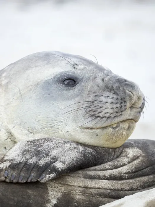 Framed Print : Southern elephant seal (Mirounga leonina), male, after harem