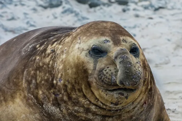Framed Print : A southern elephant seal, Mirounga leonina, portrait. Sea Lion Island, Falkland Islands Framed Print : A southern elephant seal, Mirounga leonina, portrait. Sea Lion Island, Falkland Islands