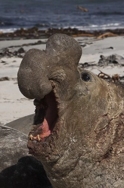 Southern Elephant Seal (Mirounga leonina) a Bull on the beach on Sea Lion Island