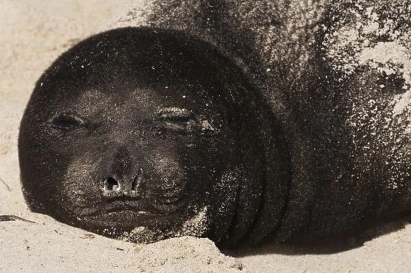 Southern Elephant Seal (Mirounga leonina) a newborn pup on Sea Lion Island, south of mainland