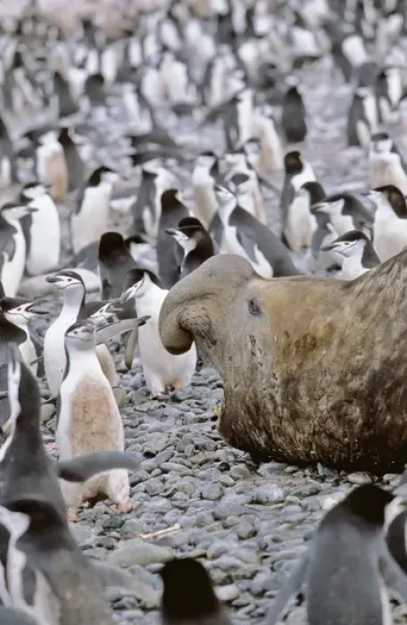 Framed Print : Southern Elephant Seal (mirounga leonina) big bull in colony of chinstrap penguins