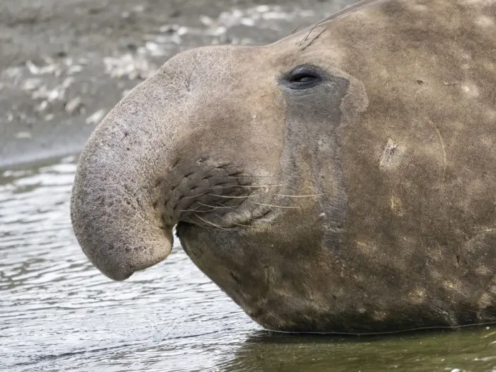 Framed Print : Southern elephant seal (Mirounga leonina) bull on beach