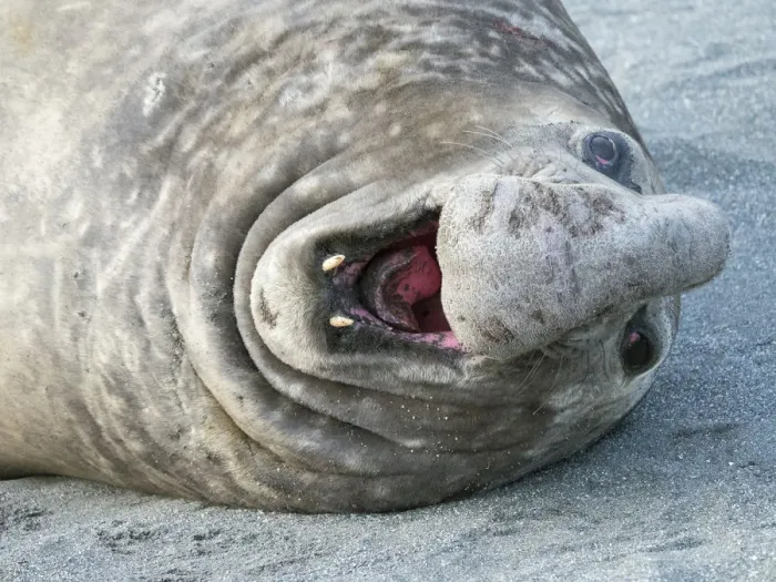 Framed Print : Southern elephant seal (Mirounga leonina) bull on beach showing threat behavior