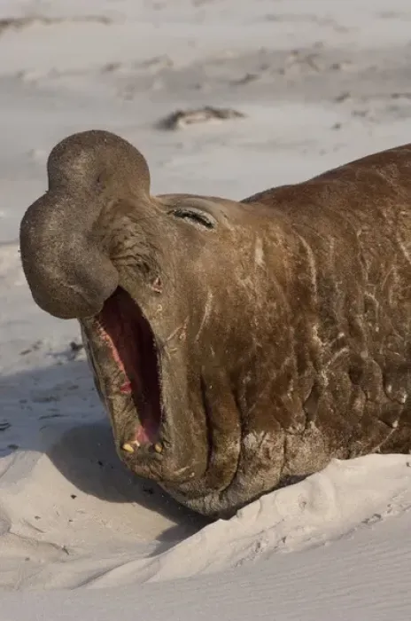 Framed Print : Southern Elephant Seal (Mirounga leonina) Bull Sea Lion Island. South of mainland
