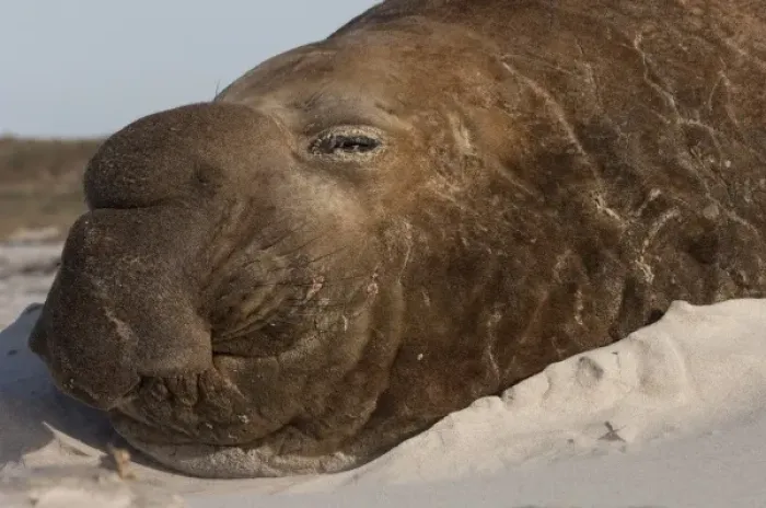 Framed Print : Southern Elephant Seal (Mirounga leonina) Bull on Sea Lion Island, south of mainland
