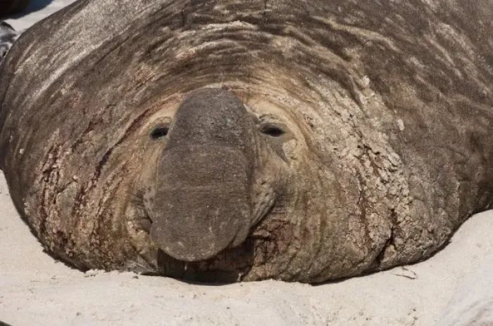 Framed Print : Southern Elephant Seal (Mirounga leonina) Bull on theSea Lion Island, south of mainland