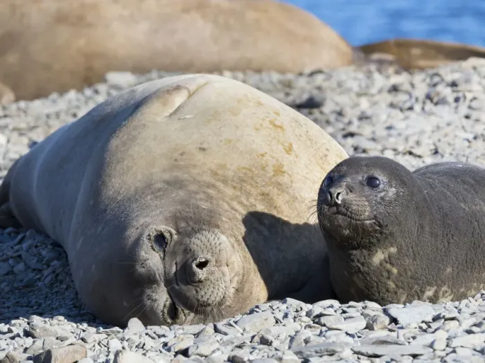 Framed Print : Southern elephant seal (Mirounga leonina) female with pup on beach Framed Print : Southern elephant seal (Mirounga leonina) female with pup on beach