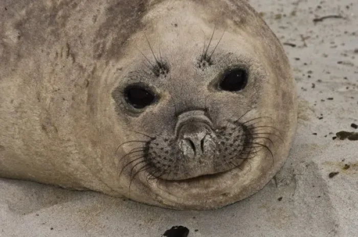 Framed Print : Southern Elephant Seal (Mirounga leonina) female resting on Sea Lion Island, south of mainland Framed Print : Southern Elephant Seal (Mirounga leonina) female resting on Sea Lion Island, south of mainland