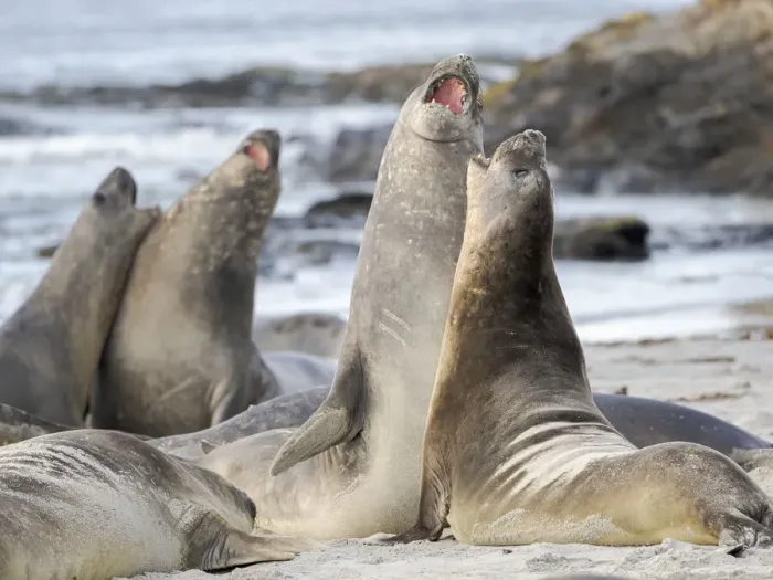 Framed Print : Southern elephant seal (Mirounga leonina) after harem and breeding season