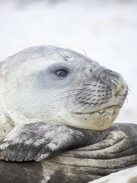 Southern elephant seal (Mirounga leonina), male, after harem
