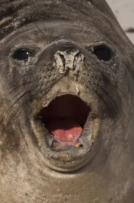 Framed Print : Southern Elephant Seal (Mirounga leonina) a pup, and only a few days old. Sea Lion Island Framed Print : Southern Elephant Seal (Mirounga leonina) a pup, and only a few days old. Sea Lion Island