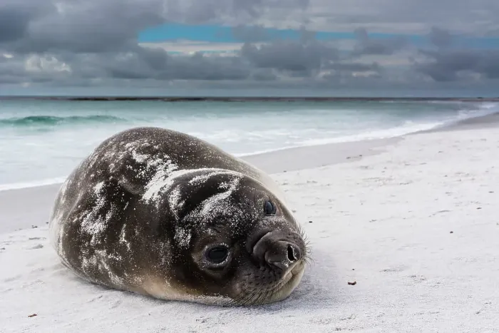 Framed Print : Southern elephant seal pup, Mirounga leonina, resting on a beach. Sea Lion Island, Falkland Islands Framed Print : Southern elephant seal pup, Mirounga leonina, resting on a beach. Sea Lion Island, Falkland Islands