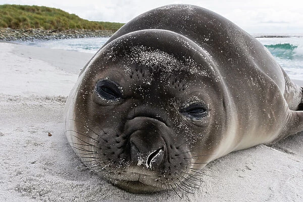 Southern elephant seal pup, Mirounga leonina, resting on a beach. Sea Lion Island, Falkland Islands
